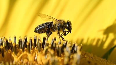 Hungary's bee population at risk, warns national beekeepers' association
