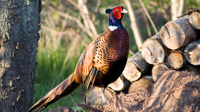 In 1881, Judge Owen Denny shipped 60 Chinese pheasants to America because he liked their meat; the survivors helped establish a wild population in Oregon