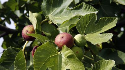 When to Prune Fig Trees – The Expert Timing for Healthy Growth and a Generous Harvest