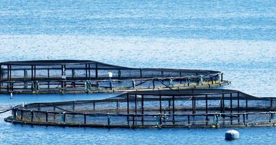Scottish salmon farms with 'green tick' for sustainability repeatedly break rules
