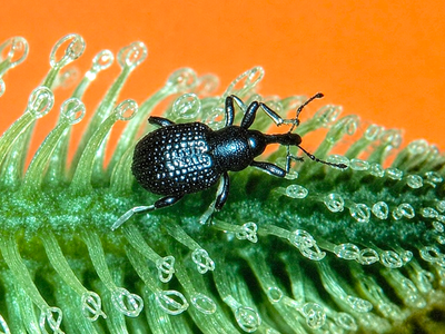 In 2001, USDA researchers released salvinia weevils in Texas and Louisiana; by 2003, weed cover had fallen near release sites while untreated controls stayed choked