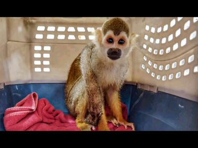 A 1.5-pound squirrel monkey named Goliath was launched into space in 1961; 35 seconds later, his Atlas E rocket was destroyed