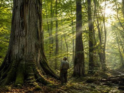 Earth’s forests lost 60% of their canopy during ancient global warming—could it happen again?