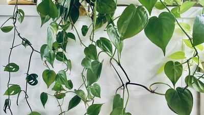 The One Houseplant That Doesn't Mind Your AC – It's Happy With Less Humidity and Little Fuss