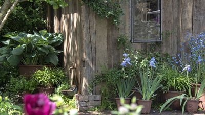 How to Use Bat Guano as Fertilizer – 2 Ways to Use this Organic Feed Safely and Give Plants a Boost