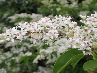 America introduced Chinese Privet as an ornamental plant in 1852. It later spread across millions of acres of forest