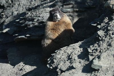 ‘Humongous’ marmot crowned winner in inaugural Fat Marmot Week contest