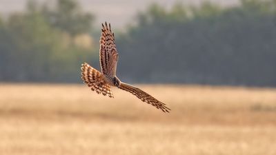 The UK’s rarest bird has a new top-secret nest – but here’s where you can go to photograph them, albeit with “extreme” caution