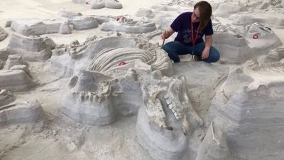 12 million years ago, tiny dog-like animals crossed Nebraska as volcanic ash buried hundreds of animals; scientists have now found their footprints