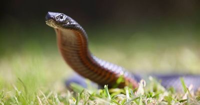 'Don't be a hero': warning after weather conditions point to dangerous snake season