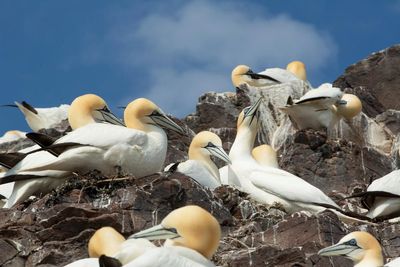 Country diary: For the gannets of Bass Rock, it’s a slow road to recovery