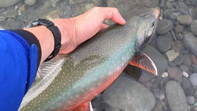 Alaska used rotenone to eliminate invasive pike from an entire lake; the pike vanished, and 6,836 Arctic char were later stocked to rebuild the native fishery