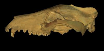 3D scans of Tasmanian tiger’s skull reveal it had crocodile-style snapping jaws