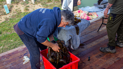 New Zealand opens five marine reserves with groundbreaking Maori co-management model to protect Otago’s coastal ecosystems
