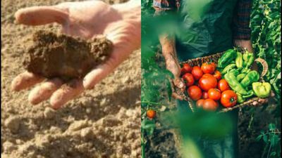 An Oregon farmer grew tomatoes, potatoes, squash, garlic and beans for 40 years without irrigation; careful soil preparation kept stored moisture in the root zone