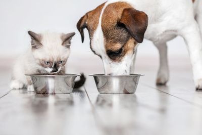 2,000 pounds of pet food recalled over salmonella and listeria fears