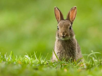 In 1950, Australia released the Myxoma virus as biological warfare against its invasive rabbit population. The virus killed 99.8% of infected rabbits within two years