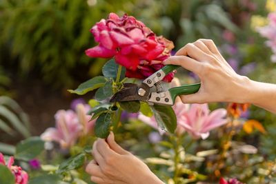 A Practical Guide to August Pruning Mistakes That May Cost You Next Year’s Flowers