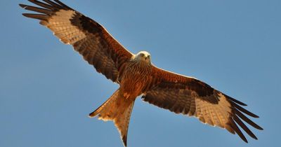 Police issue warning after 'cruel and callous' poisoning of protected bird of prey