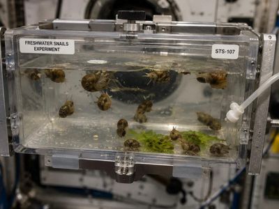 In 2003, researchers found freshwater snails had mated in space; their gravity-sensing statoconia were 50% larger by volume than matched ground controls