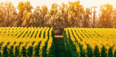 Farming can help drive southern Africa’s growth if countries in the region make trade easier