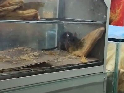 Rat seen eating puff at Surat railway station, Western Railway orders sealing of eatery