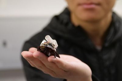Cyborg Cockroaches Could One Day Search Disaster Zones and Deliver Medicine Where Rescue Robots Cannot Reach