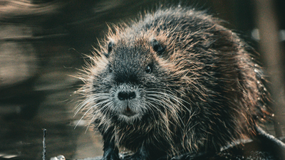 Wild beavers vanished from Norfolk 500 years ago; now a mystery pair has appeared and had two kits, raising hopes of a permanent wild population