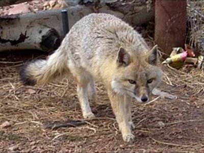 In 1994, only a few hundred swift foxes remained. 30 years later, reintroduction campaigns restored populations to thousands across the Great Plains