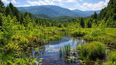 In 2014, Great Smoky Mountains National Park funded Ravensford wetland restoration. 10 years later, volunteers had planted 500 native seedlings and removed 157,000 invasives