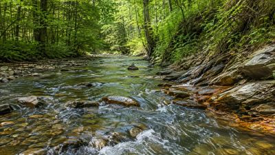 In 1996, West Virginia's BRWA and WVWRI developed a plan to treat Swamp Run’s acid mine drainage. 28 years later, 2 projects had dramatically improved the stream’s pH with lasting gains