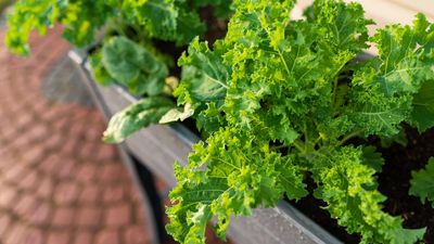 Plant These 7 Hardy Vegetables in September for Rich Winter Pickings – They'll Quickly Fill Gaps in Your Garden