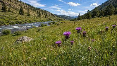 In 2009, Montana's Big Hole staff began monitoring an invasive plant threatening native habitat. 17 years later, spotted knapweed estimates stood at just 8% of its 2012 peak, showing strong control