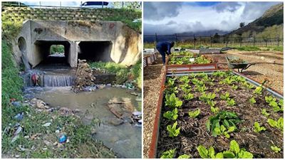 Polluted Stiebeuel River water transformed into irrigation supply using stones, sand and heat-treated wood; University of Cape Town project treats 36,000 litres daily and removes 99% of toxins