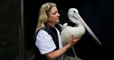 'A real mess': wildlife volunteers call for support to help equip them for H5 bird flu battleground