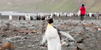 Bird flu could devastate Macquarie Island. Why are we removing the scientists we need to understand it?