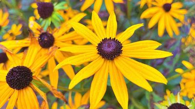 5 plants to put in your yard in September for vibrant fall colors