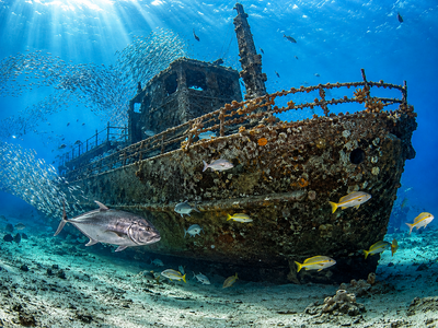 In 2009, Jacksonville sank the former Coast Guard tender Spike in 100 feet of water; one year later, a REEF diver counted 16 fish species, up from just 6