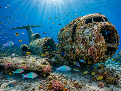 In 1993, Miami lowered a retired Boeing 727 called Spirit of Miami into the sea; a storm split it apart a year later, and coral, oysters, and fish moved in