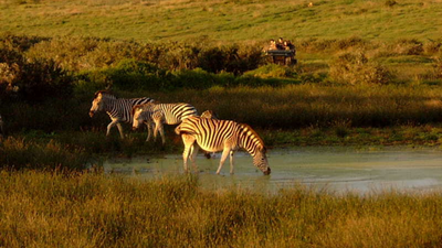In 1989, businessman Adrian Gardiner bought a roughly 3,000-acre South African farm as a family retreat; it grew into a 61,800-acre reserve supporting more than 5,000 animals