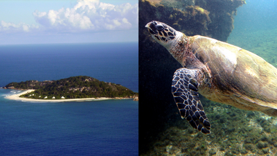 In 1991, a private buyer turned 63.5-acre Cousine Island into a Seychelles nature reserve; monitoring has since recorded more than 900 nesting hawksbill turtles