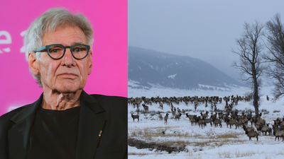 In 1985, Harrison Ford began protecting 389 acres of his 800-acre Wyoming ranch from development, preserving a migration corridor for elk and mule deer
