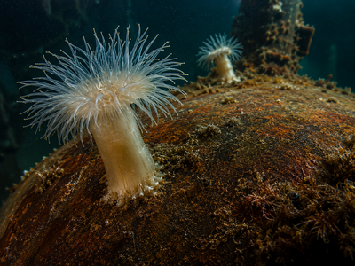 In 2000, San Diego sank the 366-foot HMCS Yukon off Mission Beach; from 2015 to 2020, nine divers recorded 237 observations across 58 marine species