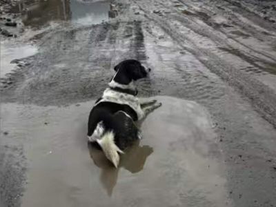 Pet dog in Nepal refused to leave the spot where he used to live with his family even after flood washed away their home; it didn't abandon so bulldozers started to work around him