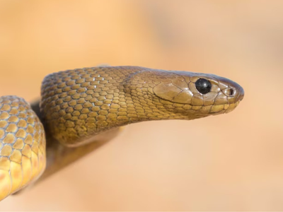In 1950, a 20-year-old photographer dying after a deadly snakebite made one final request: He begged doctors to spare the snake, and 5 years later, its venom helped save a child’s life