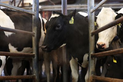 Bird Flu Detections Resume in US Dairy Herds and Poultry Flocks After a Month Without Federal Updates