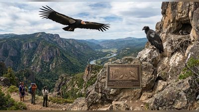 In 1987, U.S. Fish and Wildlife Service captured 27 wild California condors to save them from extinction. 32 years later, the recovery program hatched its 1,000th chick, marking one of North America’s greatest wildlife recoveries