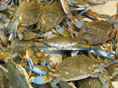 In 2022, Maryland engineers turned crab-shell chitosan into a zinc-battery electrolyte; after more than 1,000 cycles, the zinc anode still delivered 99.7% coulombic efficiency