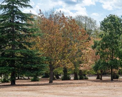 High winds during El Niño could be deadly for England’s stressed trees, say experts