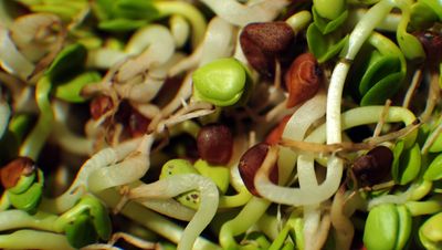 A Second Sprout Product Joins the Outbreak Recall and the Newest Lots Shipped Only Days Ago